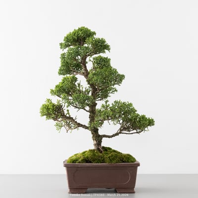 紀州真柏｜TPA5605