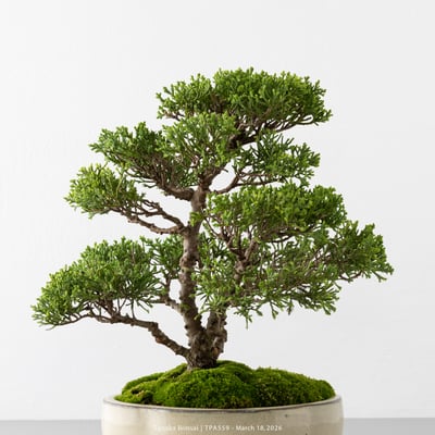 紀州真柏｜TPA5598