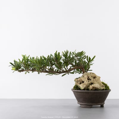 晶鑽羅漢松｜FP5295