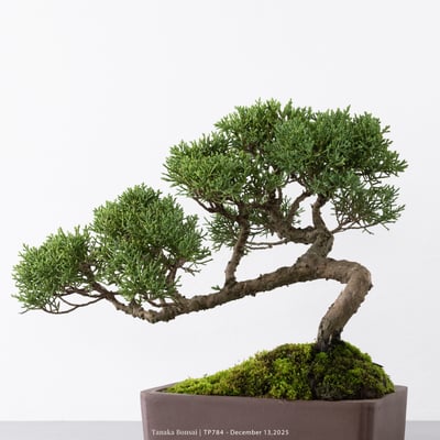 紀州真柏｜TP7845