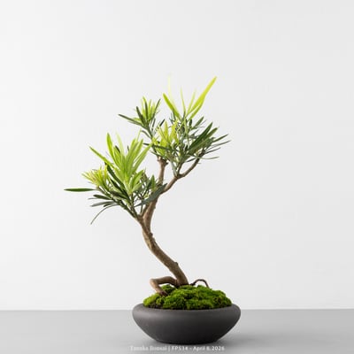 虎斑羅漢松｜FP5345