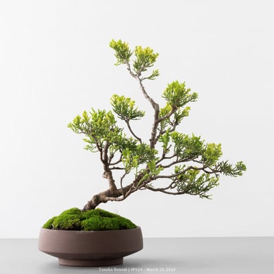 系魚川真柏｜IP5249