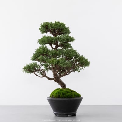 紀州真柏｜TPA5365