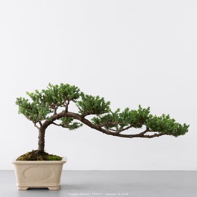 臺灣真柏｜TTP5775