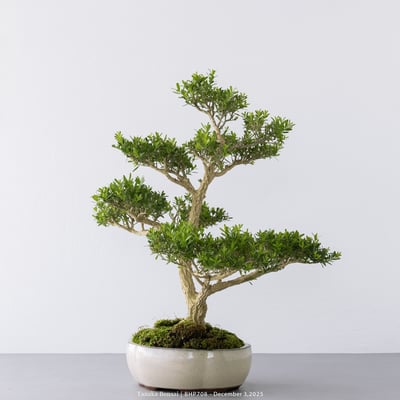 雀舌黃楊｜BHP7089