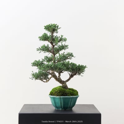 紀州真柏｜TPA5116