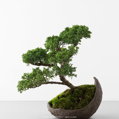 紀州真柏｜TPA5713