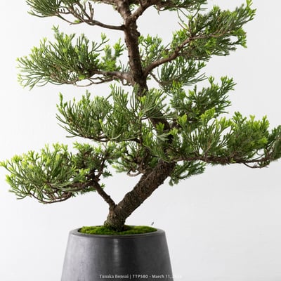 臺灣真柏｜TTP5809