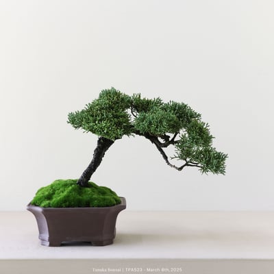 紀州真柏｜TPA5232