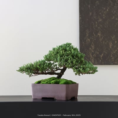 【官網限定】珍珠柏｜OWSP5012