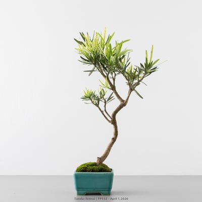 虎斑羅漢松｜FP5321