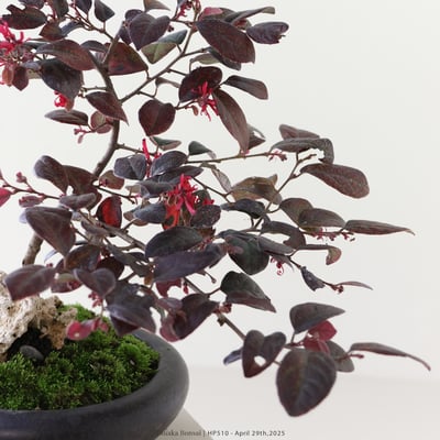 紅花繼木｜HP5103