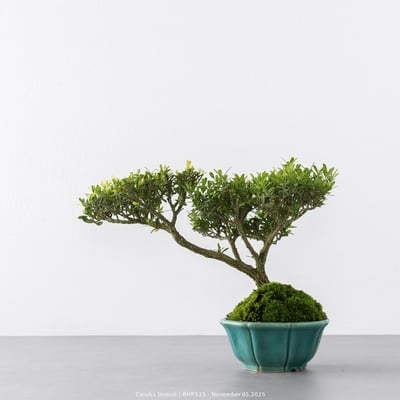 雀舌黃楊｜BHP5259