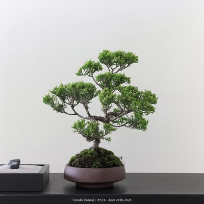 系魚川真柏｜IP5181