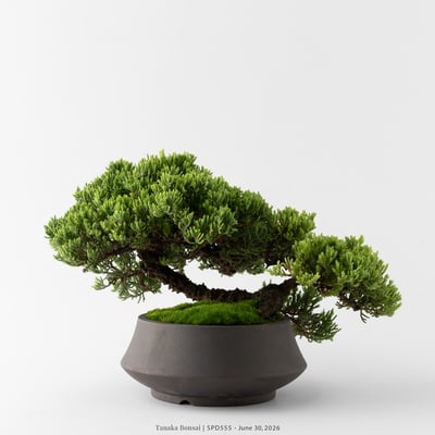 珍珠柏｜SPD5553