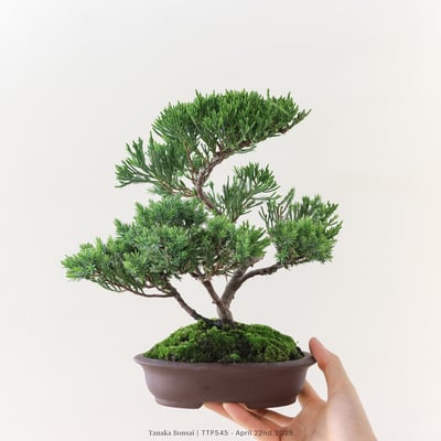 台灣真柏｜TTP5452