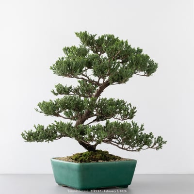 臺灣真柏｜TTP7379