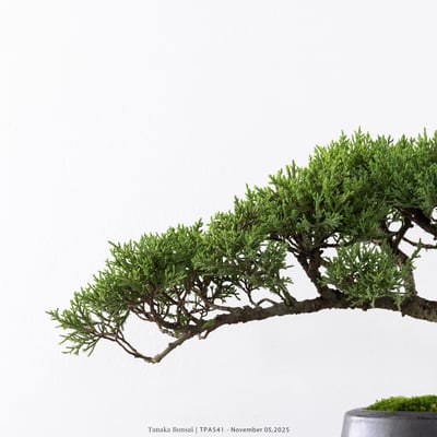 紀州真柏｜TPA5414