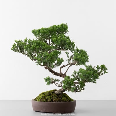 臺灣真柏｜TTP5824