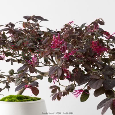 紅花繼木｜HP5225