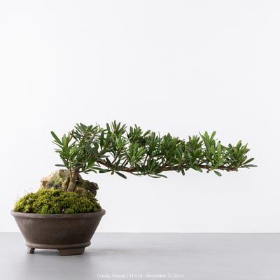 晶鑽羅漢松｜FP5293