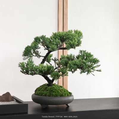 台灣真柏｜TTP7264