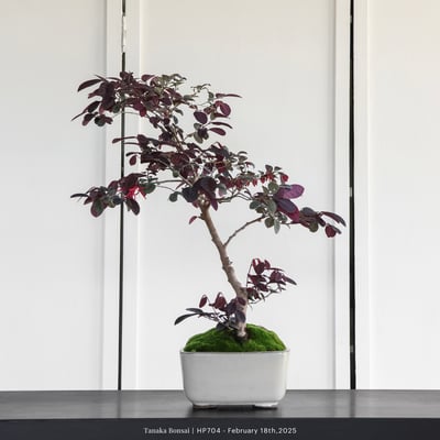 紅花繼木｜HP7041