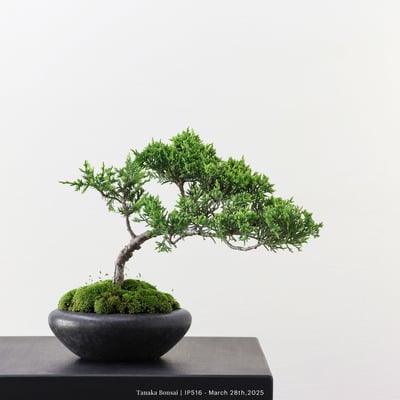 系魚川真柏｜IP5162