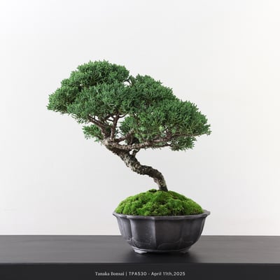 紀州真柏｜TPA5306