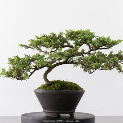 黃金杜松｜GDP5462