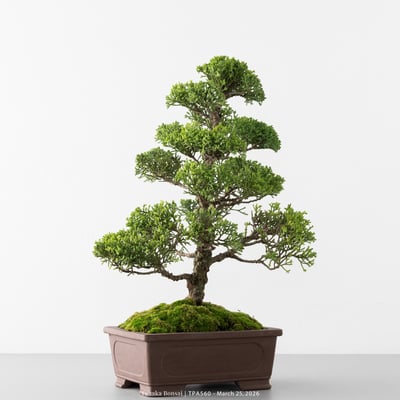 紀州真柏｜TPA5604