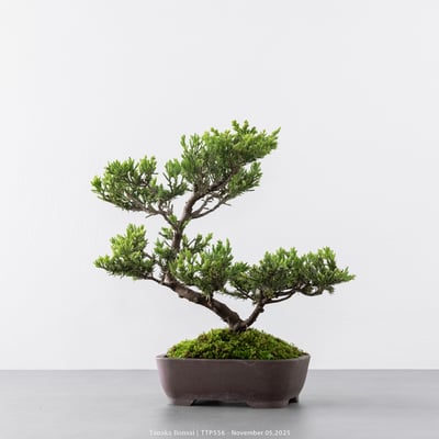 台灣真柏｜TTP5563