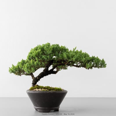 珍珠柏｜SPD5406