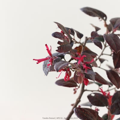 紅花繼木｜HP5106