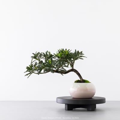 晶鑽羅漢松｜FP5264