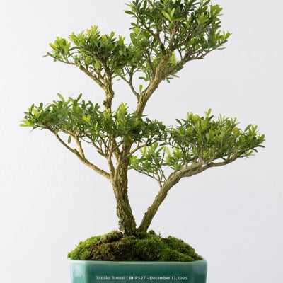 雀舌黃楊｜BHP5278