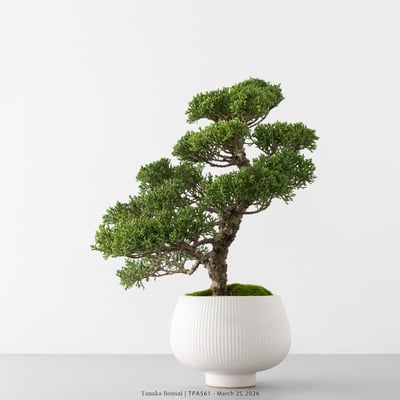 紀州真柏｜TPA5614