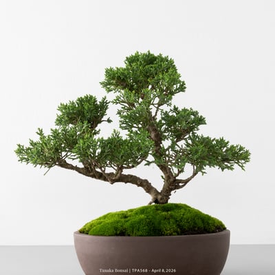 紀州真柏｜TPA5682