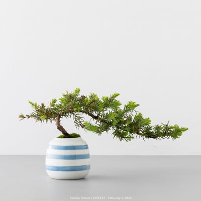 黃金杜松｜GDP5474