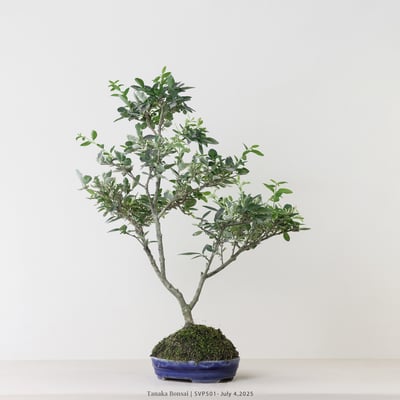 銀姬小蠟｜SVP5017