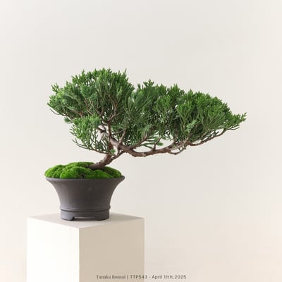 台灣真柏｜TTP5435