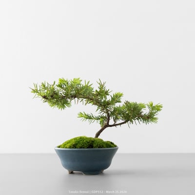 黃金杜松｜GDP5522