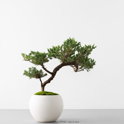 臺灣真柏｜TTP5897