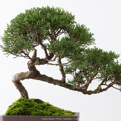 紀州真柏｜TP78411