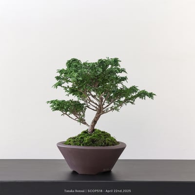 姬檜木｜SCOP5186