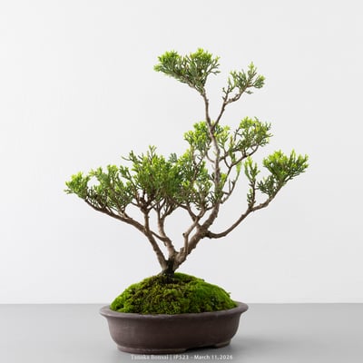 系魚川真柏｜IP5237