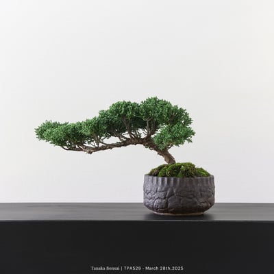 紀州真柏｜TPA5293