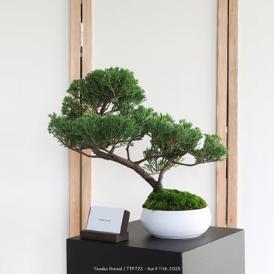 台灣真柏｜TTP7234