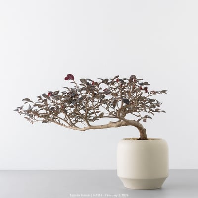 紅花繼木｜HP5188