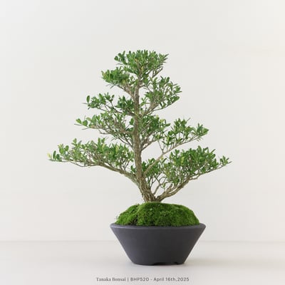 雀舌黃楊｜BHP5202